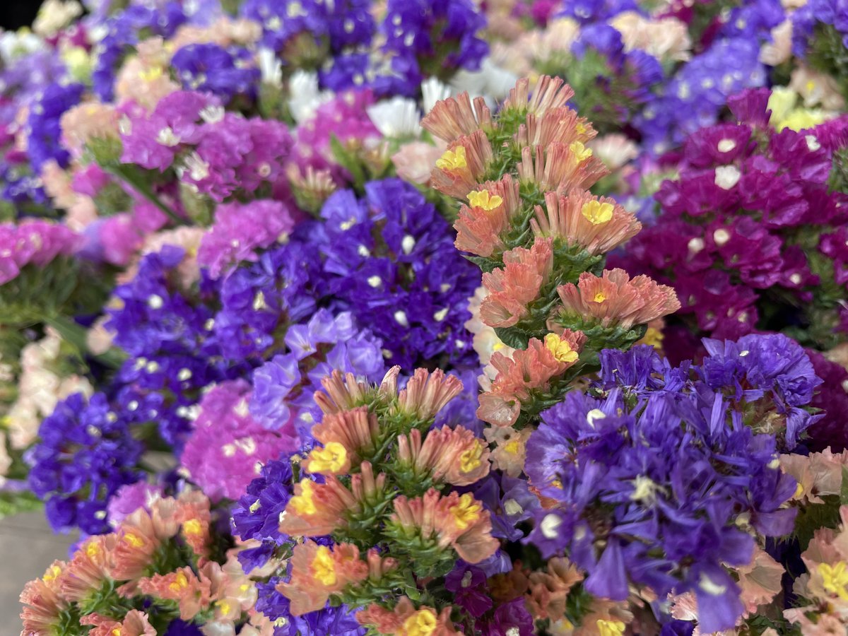 💐¿Quieres una flor que no necesite cuidados?

Pasa por el Mercado y llévate un ramo de estas Siemprevivas. 

Llenarán tu hogar de color sin ningún esfuerzo. 

#mercadodelalaguna #consumelocal