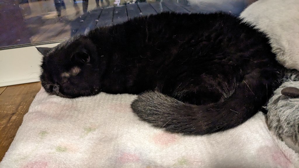 疲れたニャ
おやすみニャンゴ
おれオレオ💤

#黒猫　#猫のいる暮らし　#エキゾチックショートヘア　#cat