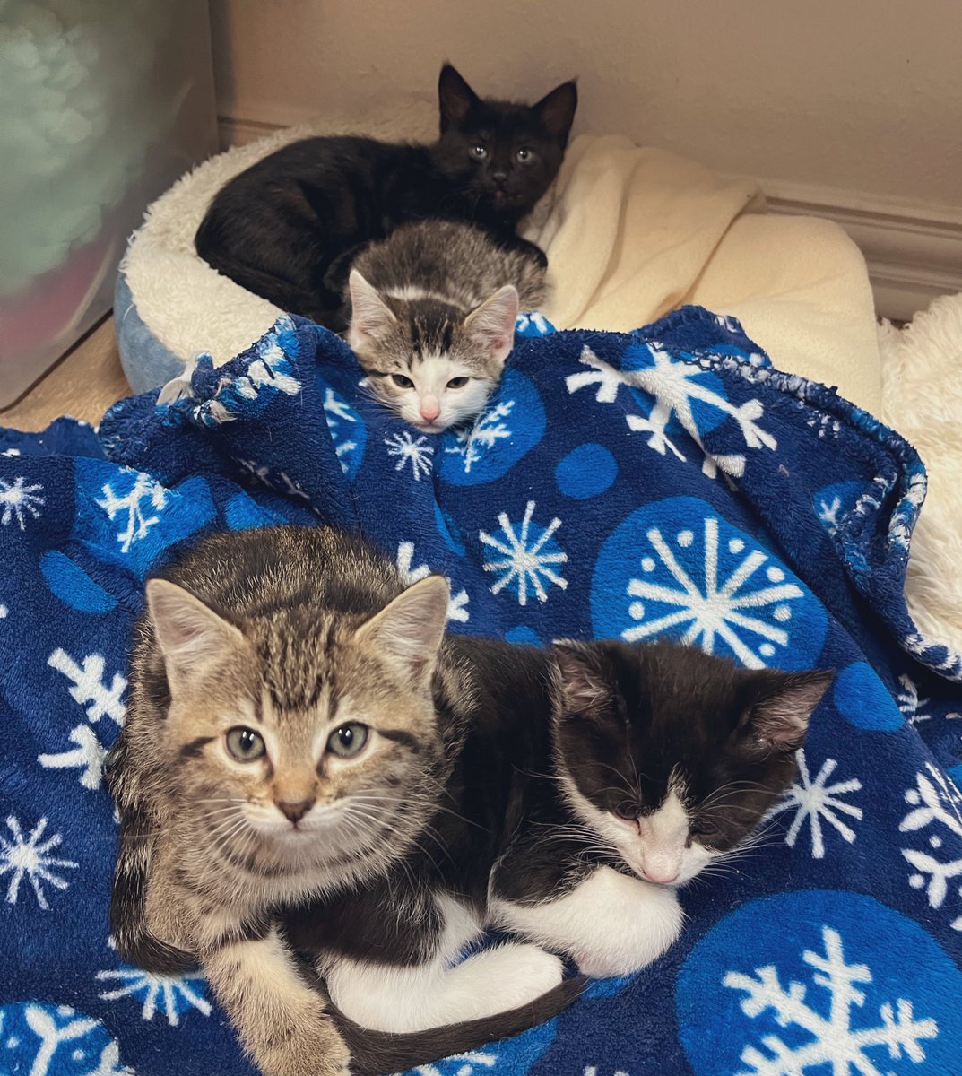 Good morning sunshine! ☀️#Jiffy #Butter #Orville #Kernel #kittens #CatsOfTwitter