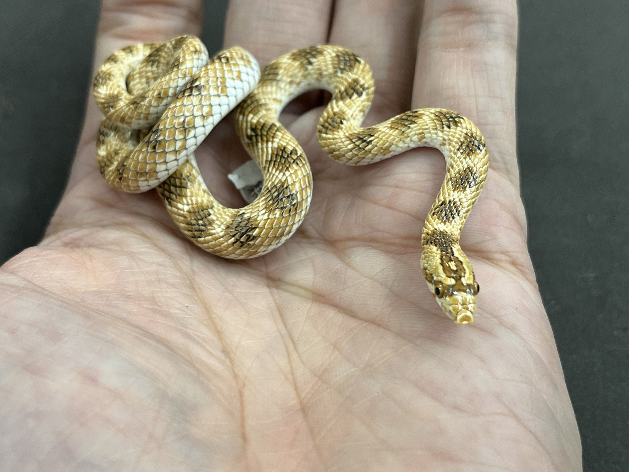 ロルカナ マーリン ウサギ ヤギ カニ マダムミム キツネ ヘビ 各4枚値下げ⭕️ hqdefault.jpg