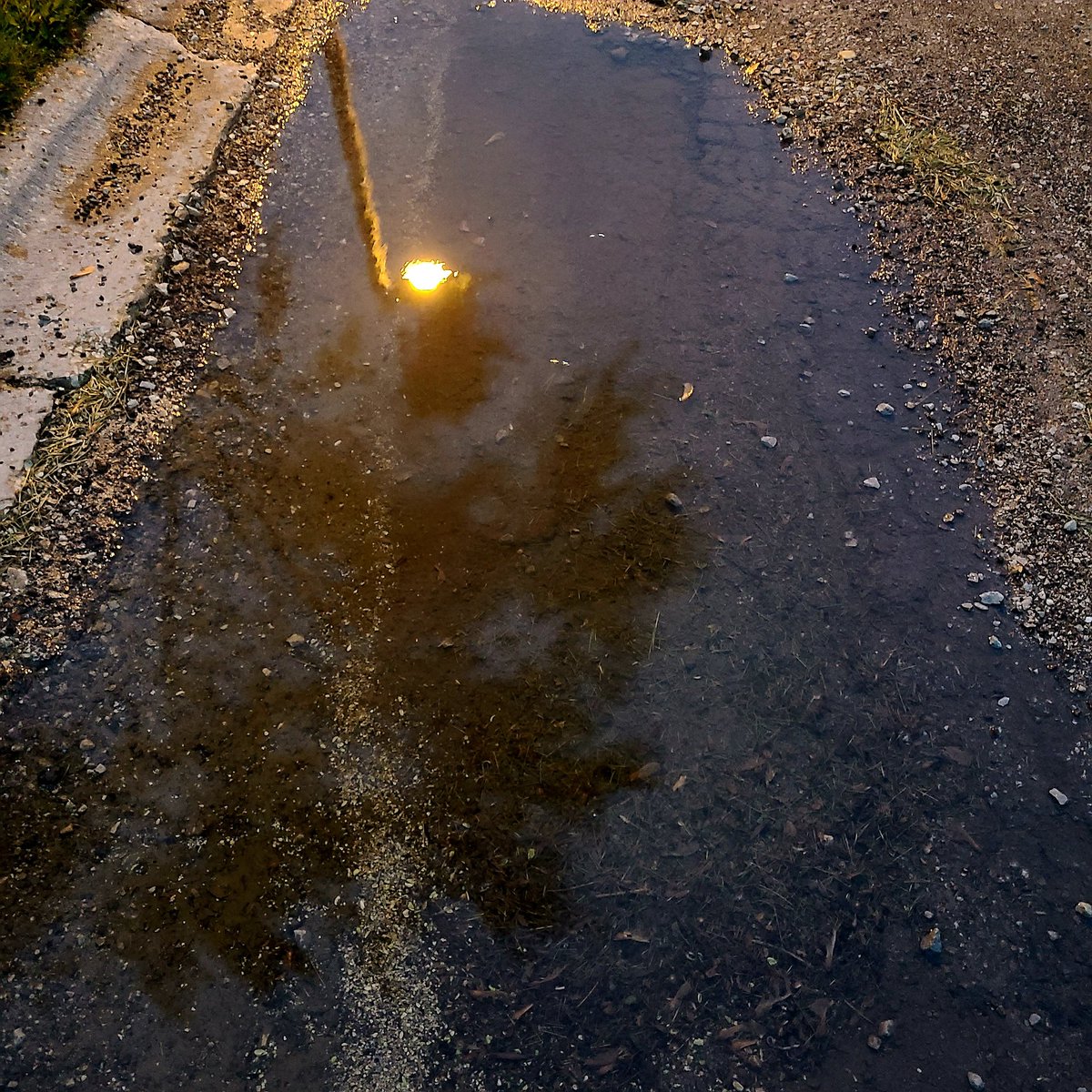 SueOestmann's tweet photo. #PuddleReflections More rain coming soon 59F #MorningWalk #Dawn #Sunrise #BestTimeOfDay #WonderingWhileWalking #Photography #PhotoChallenge2024 #TakeAnotherShot #DontLoseFocus #DoItForYou #GetAfterIt https://t.co/sq7hjQodcT