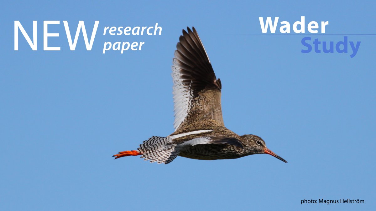 “By analysing measurements of flight speeds of Redshanks when flying in different ecological situations it emerged that they simultaneously adjust airspeed with respect to multiple factors.” - @HedenstrmAnders waderstudygroup.org/article/17857/ #waders #shorebirds #ornithology