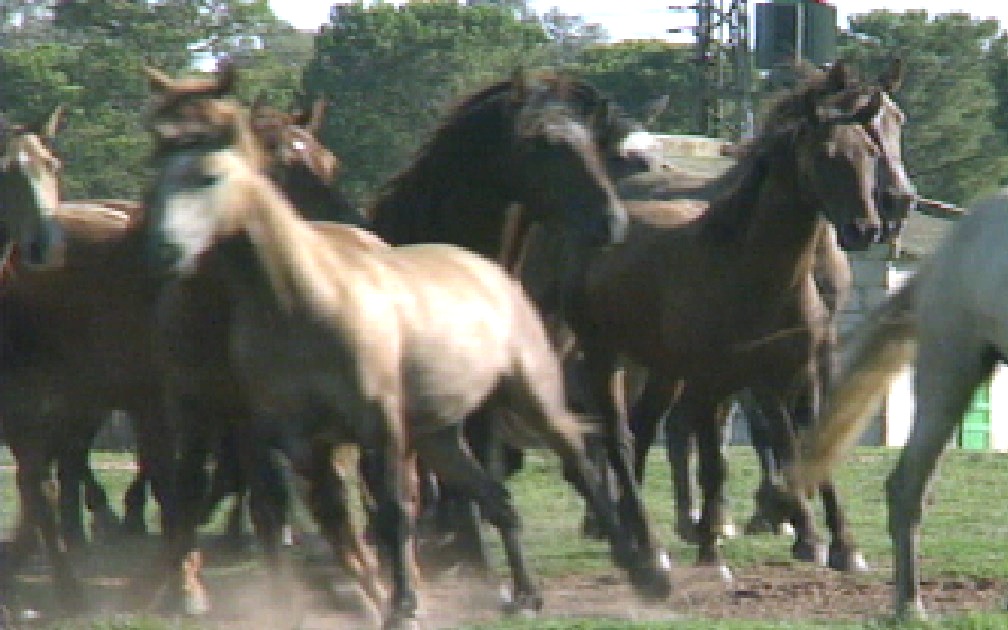 En 1989 @canalsur emitió el primer especial dedicado a la Romería del Rocío. En el #35Aniversario recordamos la presencia de #caballos y controles ante la reciente peste equina youtu.be/__SQgf0COgc #PesteEquina @DiarioRociero @hdadmatrizrocio @adirecto #Rocio2024 #ElRocio24