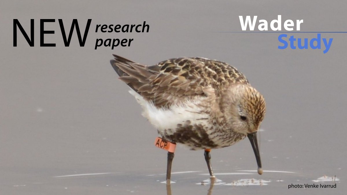 “Our records indicate that the winter distribution of Svalbard Dunlin extends from Iberia to north Africa and the Banc d’Arguin in Mauritania (…)” – Wilson et al.

waderstudygroup.org/article/17878/
#waders #shorebirds #ornithology