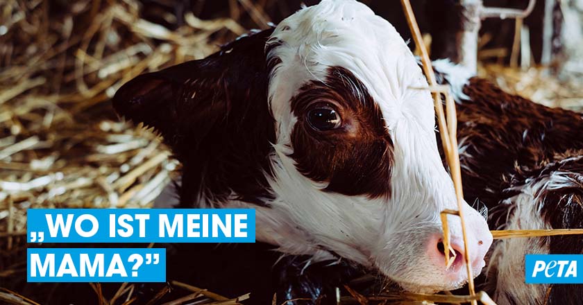 Egal, von welchem Tier die #Milch stammt, es handelt sich IMMER um Muttermilch, die Tiere nur produzieren, wenn sie Nachwuchs bekommen. #NichtdeineMutternichtdeineMilch