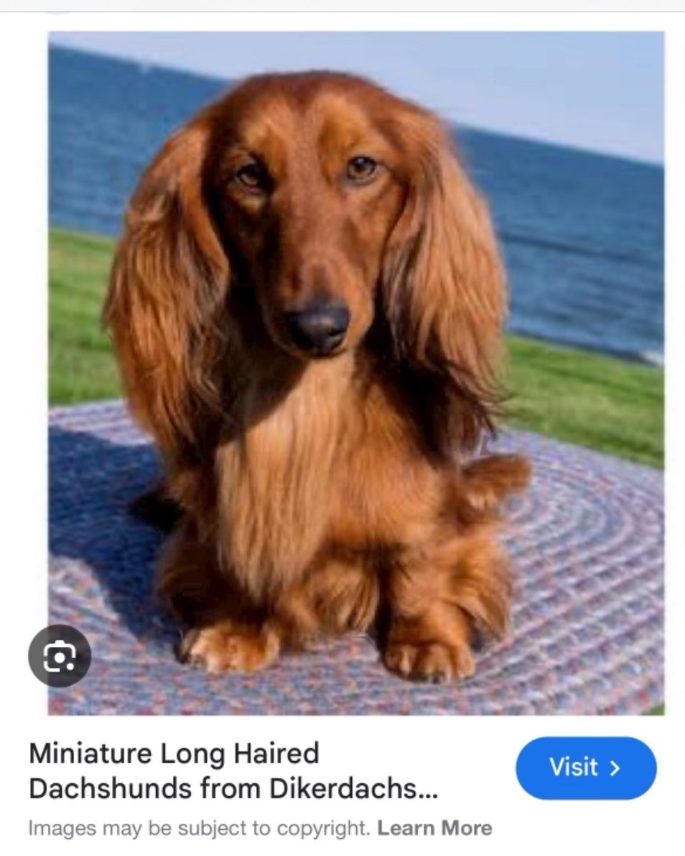 Twitter-verse, If by chance any of you know where I might find a miniature long haired red sosso ….. please let me know? Trying to help a very special lady, who lost hers, find a new little pal. ( It must specifically be this breed and type. ) Ta 🙂