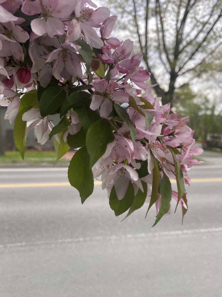 The flowers are just killing it this spring.