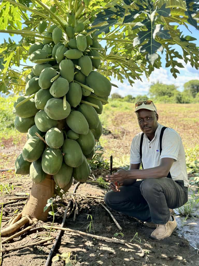 Kugirango Turebe Ibyiza N'Inyungu byo guhinga Neza: Guhingira Igihe, Uhisemo Imbuto Nziza, Ubutaka Bwiza, Inyongeramusaruro Nziza Kandi Zikwiriye By'Umwihariko Uhingiye Isoko: Mbwira Aho Iwanyu Ipapayi Imwe Igura Angahe? Tuganire. Like and repost 🙏