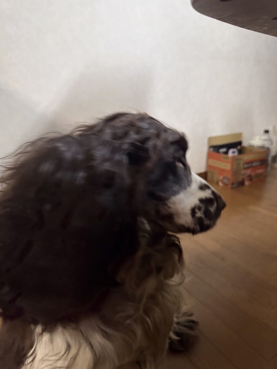 welshOKAN's tweet photo. 従姉妹のわんこ（イングリッシュコッカー）がとてもウッチーな件🐾

再結成後のウッチーはさらさらストパーだけどね♪

#イングリッシュコッカー
#筋肉少女帯 https://t.co/0cYfaw4Aql