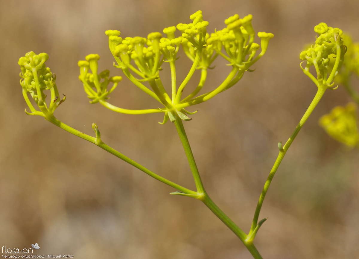 Descoberta para Portugal nova espécie de planta que faz lembrar pequeno guarda-chuva de flores amarelas. A Ferulago brachylobaquase passou despercebida durante uma sessão de campo no Alto Alentejo. wilder.pt/historias/desc…