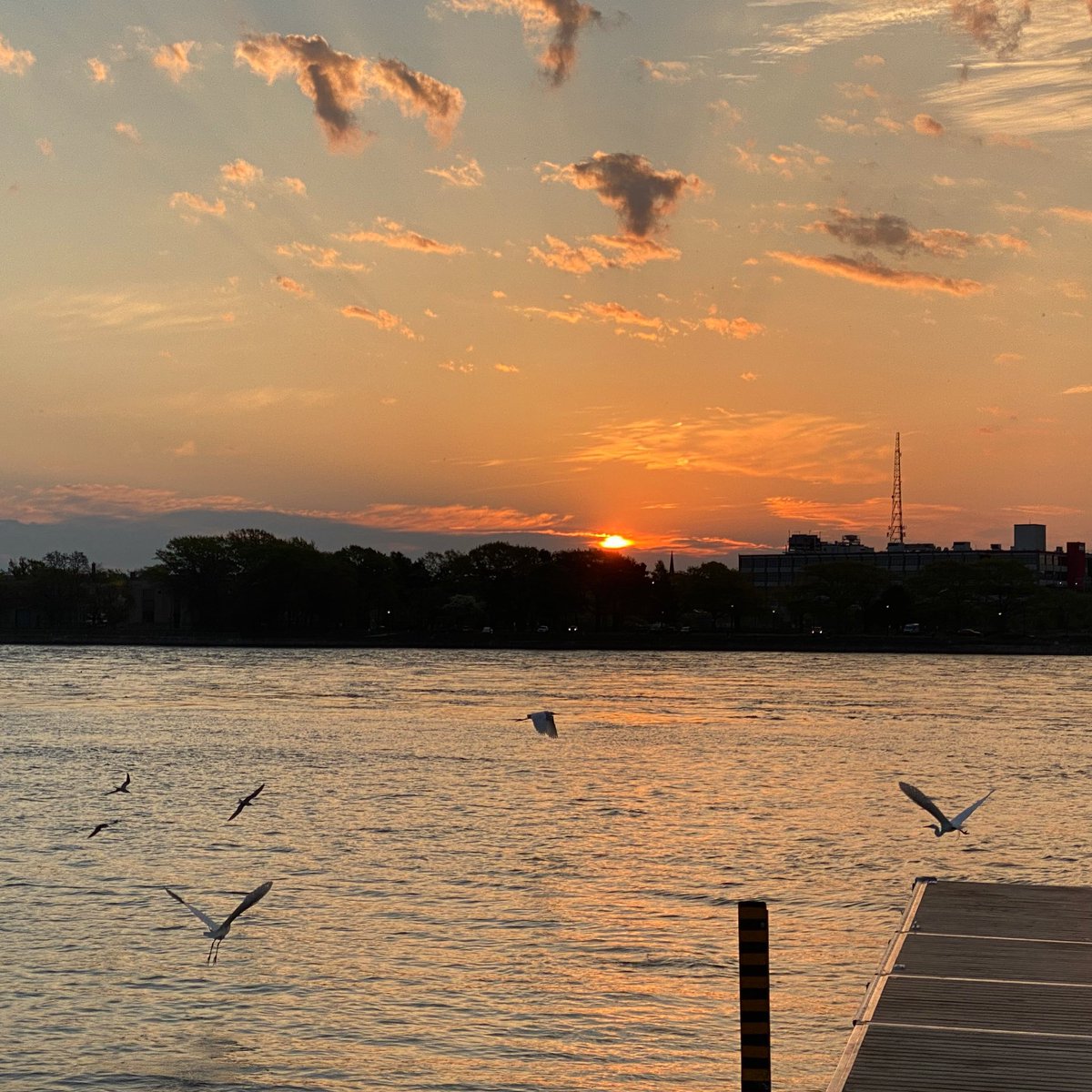 When you see the White Egrets everywhere you know the bait is back 🎣🎣 #upper_niagara #Stormhour #ShareYourWeather