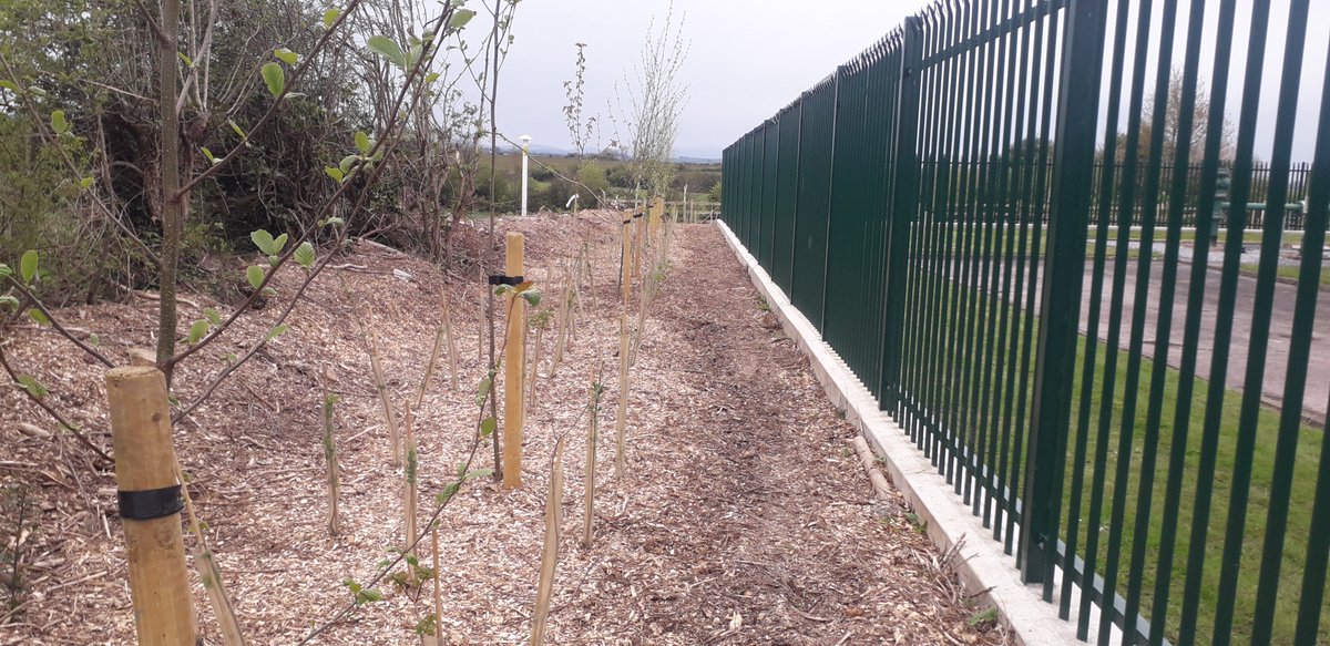 Positive signs of change! Well done to @GasNetIrl on their biodiversity improvement plan in their Bride valley site. Over 300 mixed native hedgerow plants, 60 native trees, pond, wildflower meadow, log piles, etc. This replaces 20 non-native Cypress trees and manicured management