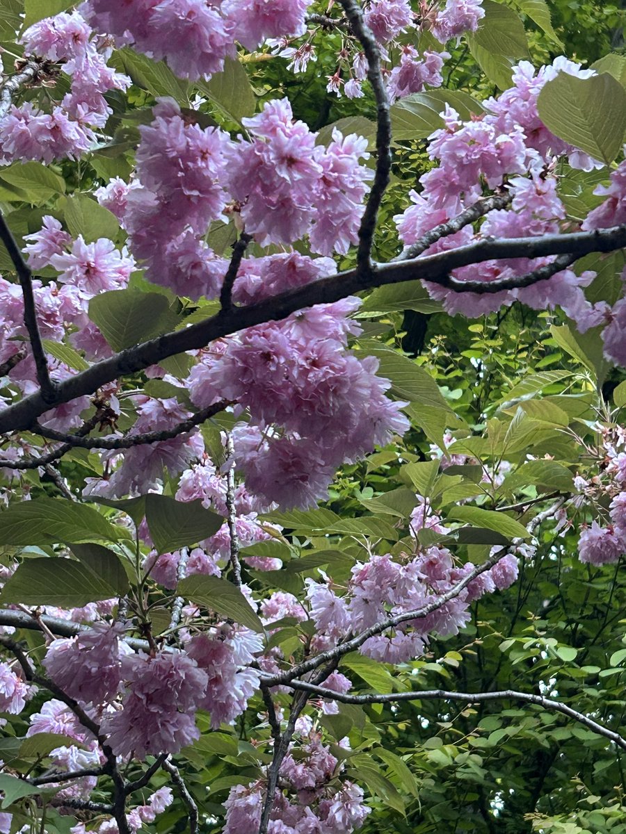 八重桜が散った後の桜の絨毯綺麗。
桜で八重桜が一番好きかも。
桜餅みたいだし。