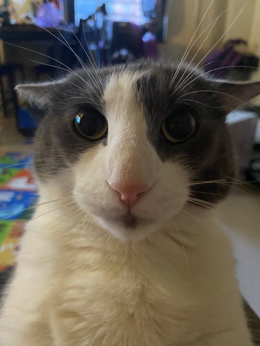 tri-hourly shark tweet media