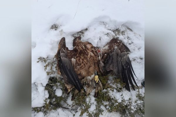 “Je ne l’ai pas tué pour la viande mais pour la beauté du tir” : en Isère, deux chasseurs abattent un aigle en voie d'extinction.

Au procès, le procureur a requis 4 mois de prison avec sursis, 6000€ d'amende et 3 ans de suspension de permis de chasse.

france3-regions.francetvinfo.fr/auvergne-rhone…