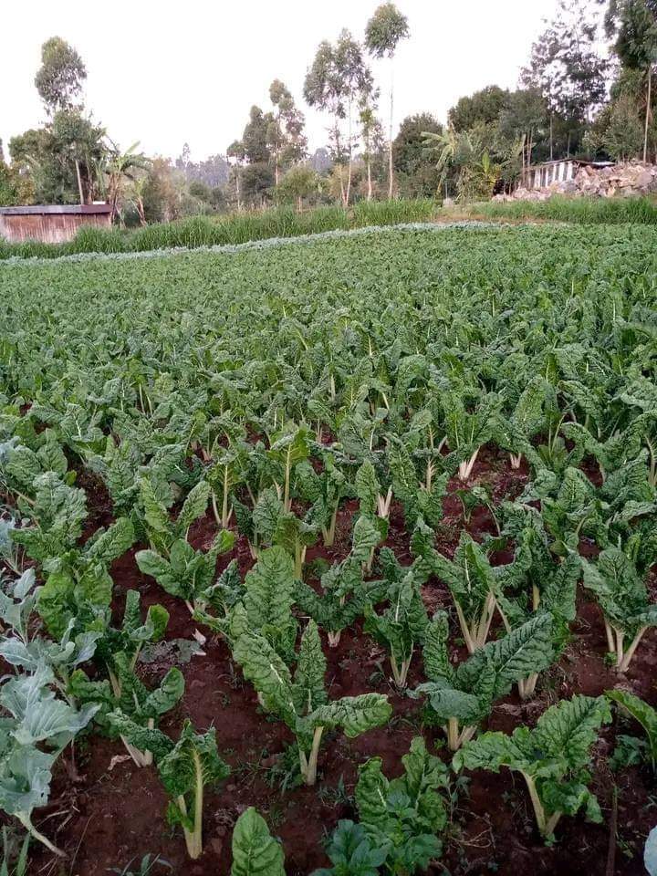 Spinach farming #agribusinesstalk