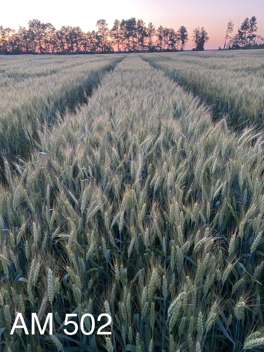 Sunset variety tour in Robeson County NC. Nice high yield plot.  The NEW AM 543 looks outstanding!  Our popular hessian fly resistant varieties for this area AM 502, 516, 535 look strong too!