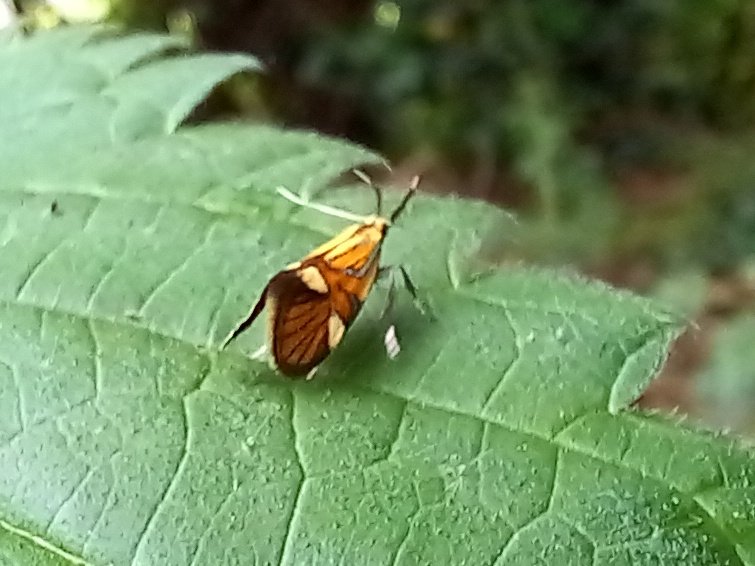 Got to love a random moth find - stopped at a layby near Swaffham this morning and found this nfm Alabonia geoffrella! #MothsMatter @norfolkmoths @BC_Norfolk @NorfolkNats
