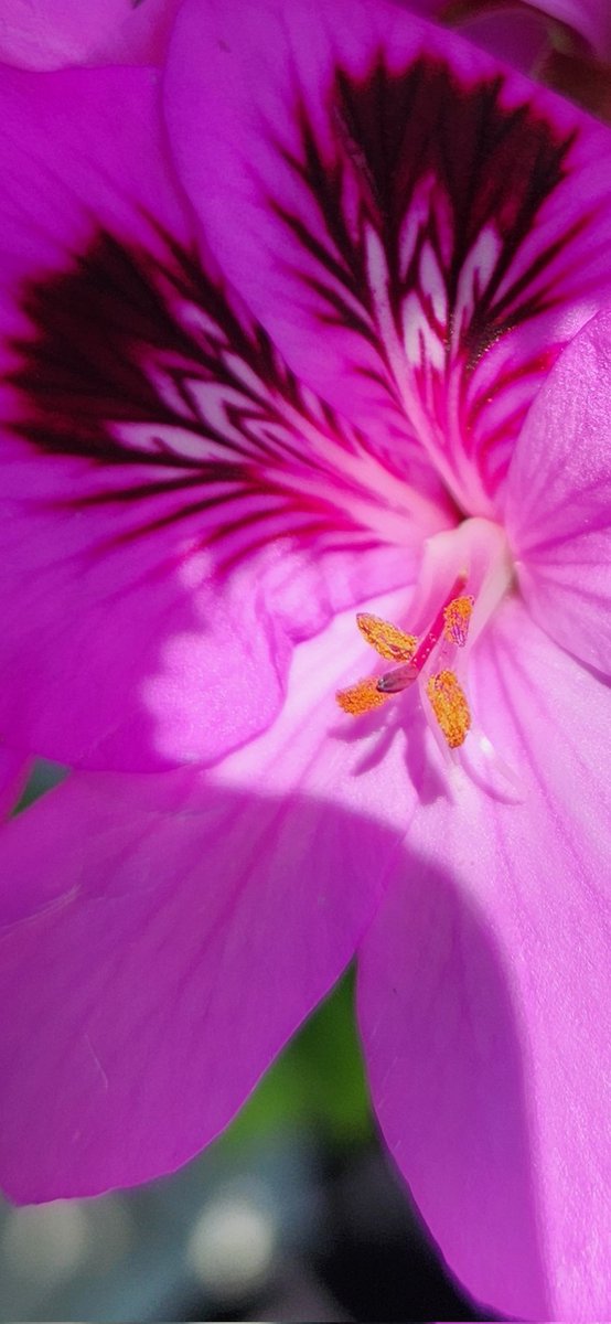 今日のお庭 ペラルゴニウム 草丈約１m 派手派手ピンク💖 中心部分が面白くてキレイだったので超アップにしてみました😍 どーでしょう❓️ 幾何学的な模様が凄くないですか‼️ 自然が作り出した造形美👀 なんてオーバーかもしれないけどこういう発見もガーデニングの楽しさよね😍 #花のある暮らし