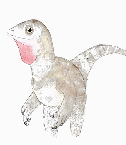 geotdf's tweet photo. Ah, and another beauty along stage 10 of the #Giroditalia! Towards the end of the stage, the peloton will ride along Pietraroja, where Italy's first dinosaur fossil was found!

A teeny tiny baby dinosaur named 'Ciro' (which in the Campanian dialect is pronounced 'Giro') was found in 1981. Ciro was 50 cm long, and probably only a few days old when he died. Later, Ciro was given its proper name Scipionyx samniticus.

But what is most special about Ciro is that it is exceptionally well-preserved! Not just bones, but also its intestines, its stomach content (the last meal consisted of fish and lizards), bone and muscle cells. As small as it is, Ciro is a treasure trove for paleontologists.

- With thanks to Francesca Romana Lugera at @ISPRA_Press. If you thought GeoTdF was original, think again. Francesca has been running the Geolo-Giro, and now the EcoGiro, for over a decade! -