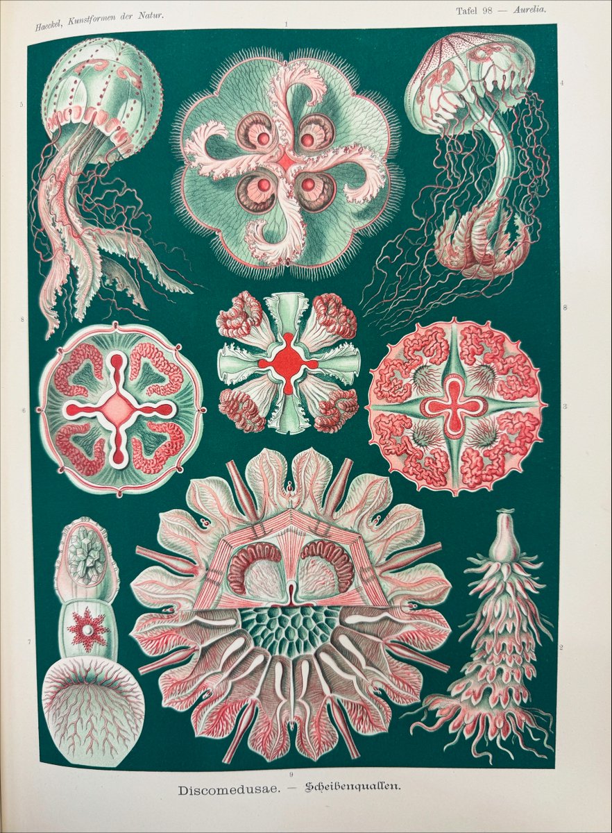 It's always a joy to browse through Kunstformen der Natur by Ernst Haeckel. From 1904, this book features  not only a rather beautiful cover, but 100 stylised scientific illustrations inside #TuesdayTreat #LibraryTwitter