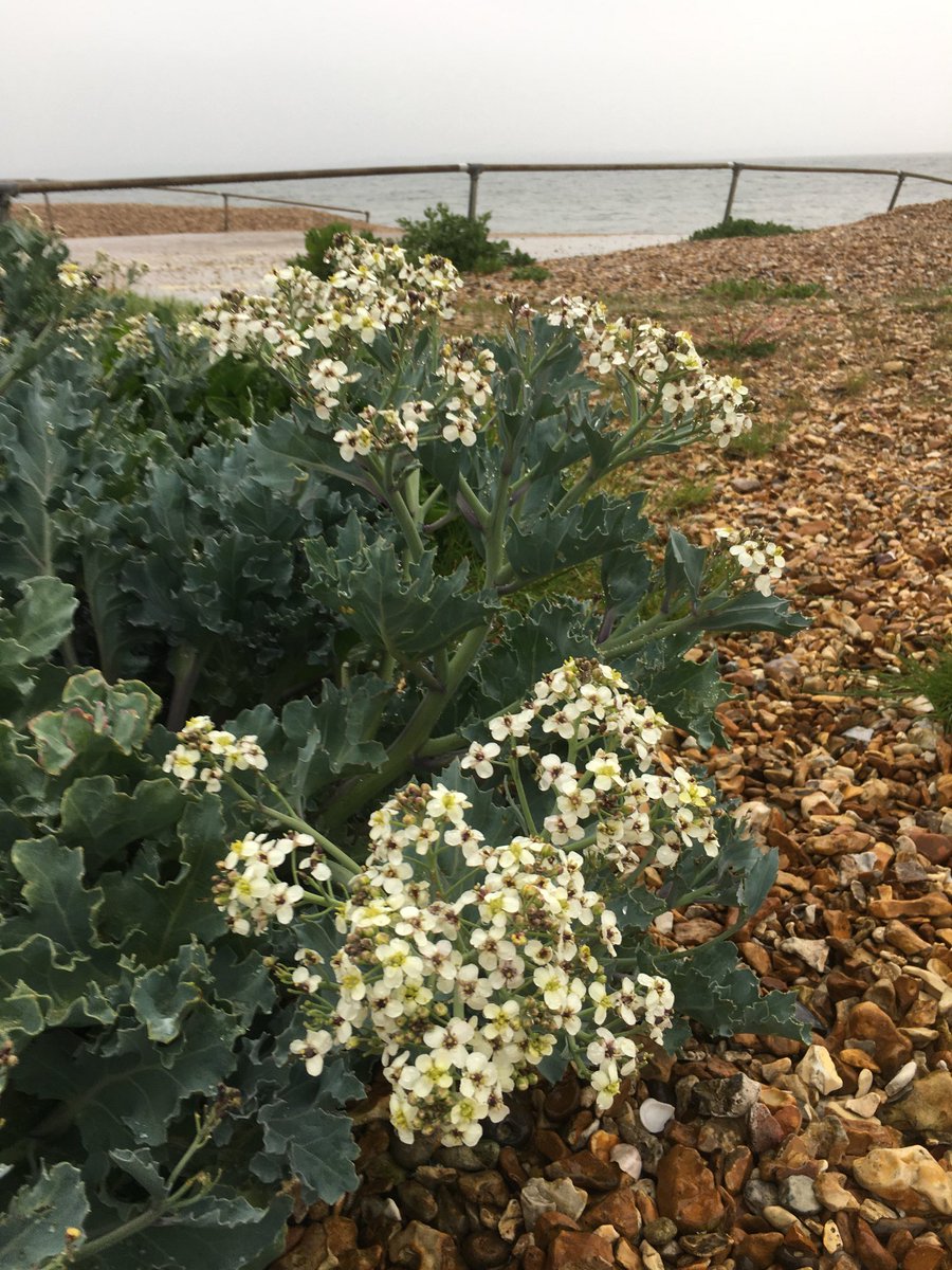 Sea Kale looking fine at Stokes Bay Gosport yesterday afternoon in horrible conditions. ⁦@BSBIbotany⁩ ⁦@HantsIWWildlife⁩