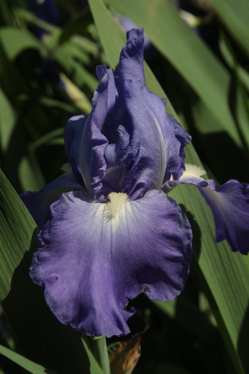 German Iris 😇

#Photography #Flowers