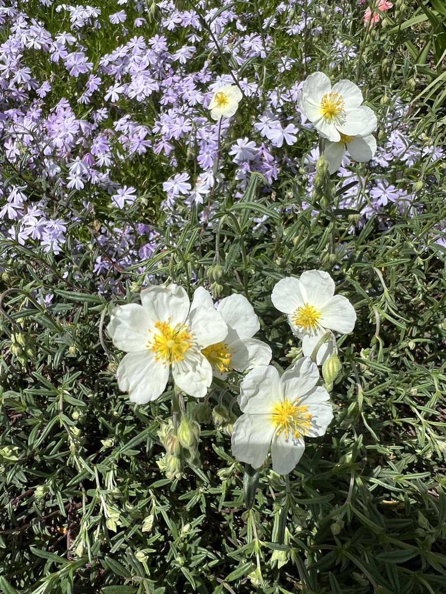 Wishing everyone a beautiful Tuesday with these #flowers 🌸🌼🌺.