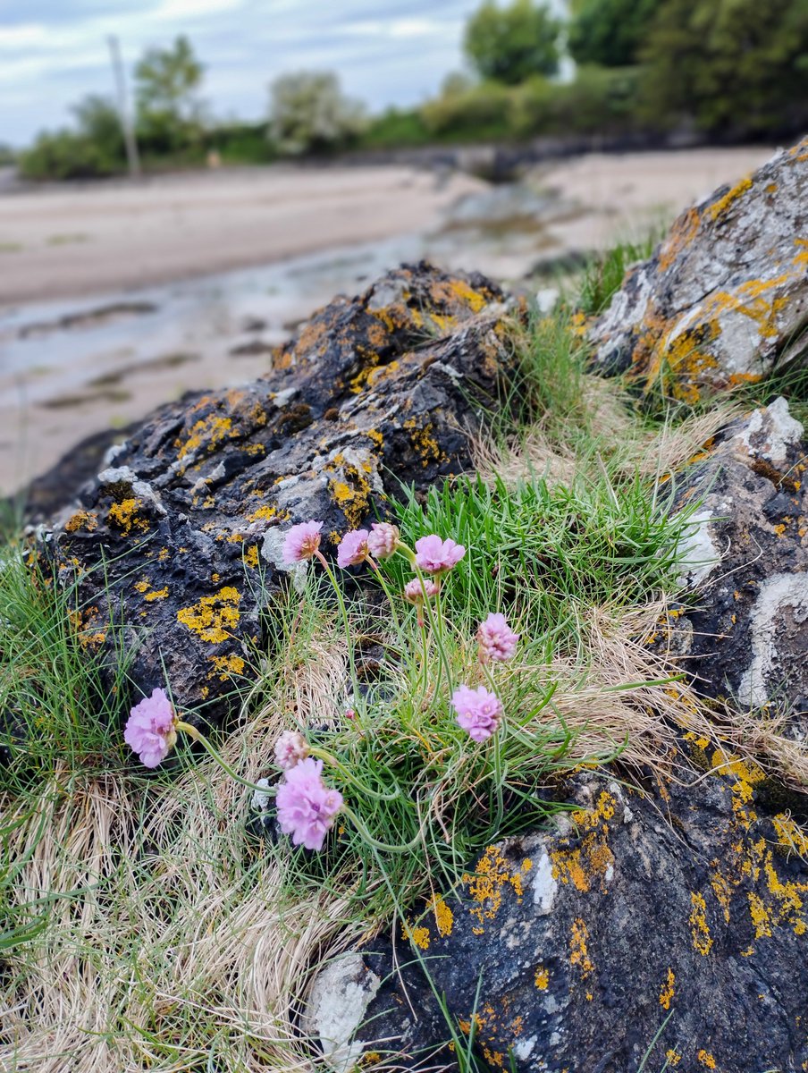 Sea pink on the rocks with Kinnegar bridge in the background