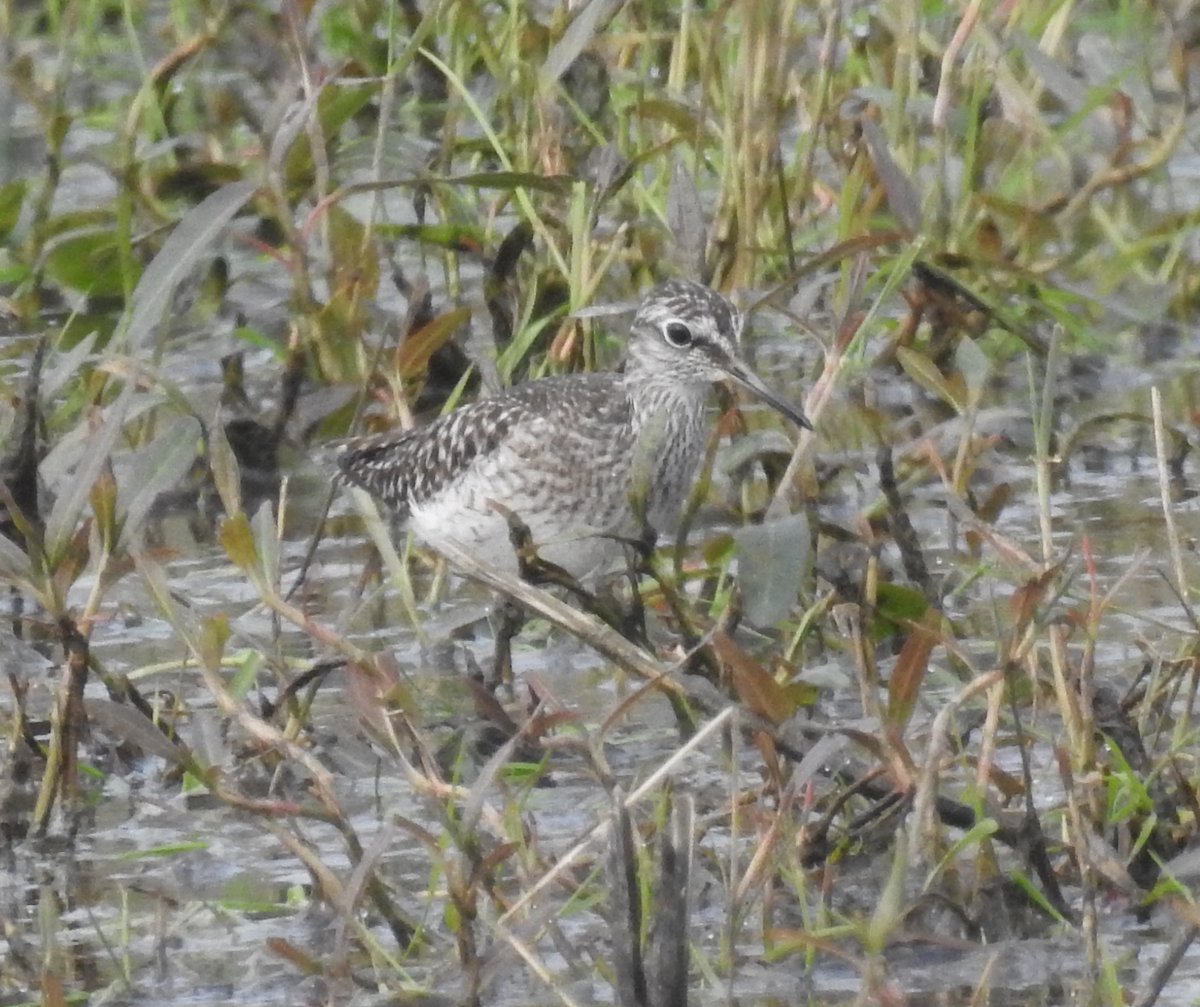 Wood Sandpiper today at the northern part of the 5km patch at the flash at Alnmouth Dunes. <a href="/NTBirdClub/">Northumberland & Tyneside Bird Club</a>
