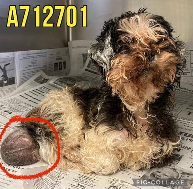 🆘🚨MEDICAL, HW+ #SENIORDOG CONNIE 🍓 #A712701 (10yo #Shihtzu F, 7lb) WITH LARGE MASS IS BEING KILLED 💉☠️ TODAY 5.14 BY SAN ANTONIO ACS #TEXAS 🚑‼️

🚨📝large baseball-sized pendulous mass in perineal area
#PledgeForRescue & vet care🚑 

To #foster / #AdoptDontShop ☎️ 2102074738