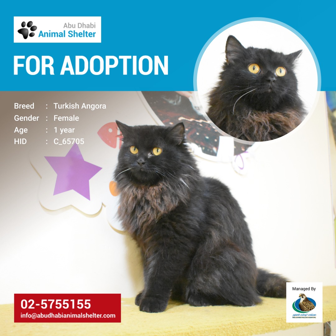This beautiful cat is seeking her forever home! Adopt her and make her your new best friend.
HID: C_65705
To see the full list of adoption pets, kindly visit: abudhabianimalshelter.com/services/adopt…
#ADAS #AdoptDontShop #AbuDhabi #TurkishAngora #AnimalShelter