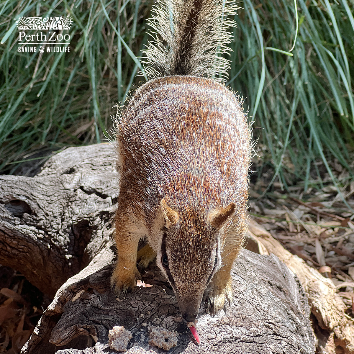 PerthZoo's tweet photo. Did you know❓ 
Numbats can eat up to 20,000 termites a day! 
Here at the Zoo, we provide a tasty termite custard with added nutrients at mealtimes - it's delicious and keeps them in tip-top shape 🐾 https://t.co/vTP9uzT3Uy