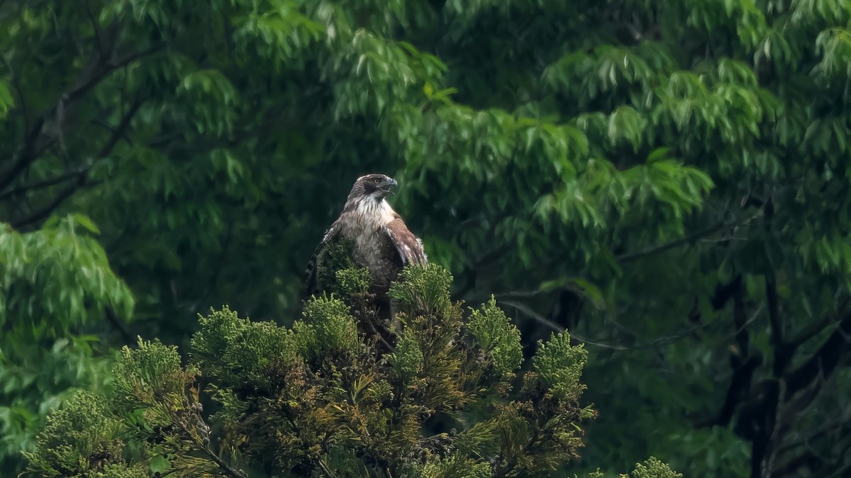 雨の翌日。
営巣木から出て甲羅干しのお母ちゃん。
昨日は一日中、雨に打たれながらの抱卵ご苦労様でした。
#クマタカ #猛禽 #野鳥撮影