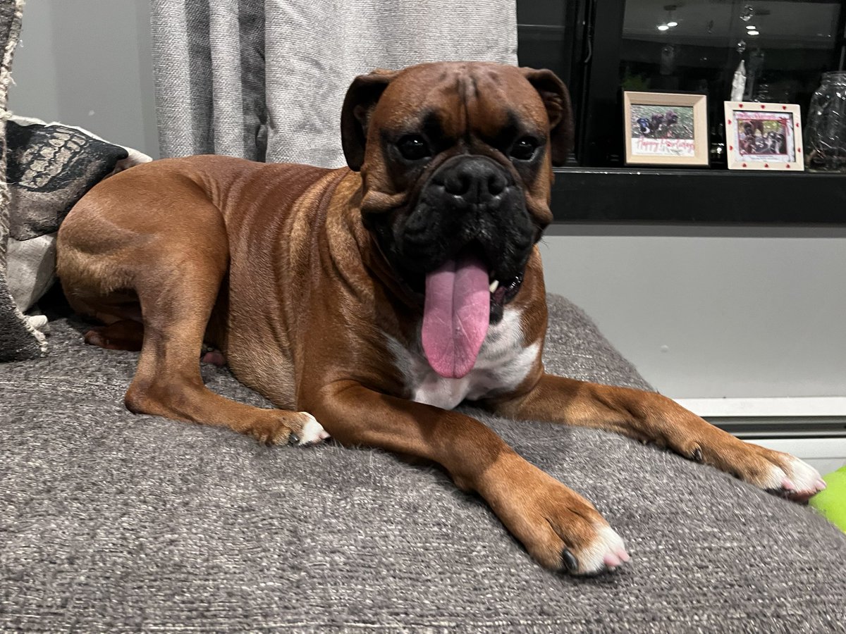 Happy tongue out Tuesday from Zeus! 

#boxerpuppy #boxerdogs #boxerlife 
#boxerlovers #boxersrock #boxersoftwitter #boxerdogsoftwitter #dogsoftwitter #dogsofx
