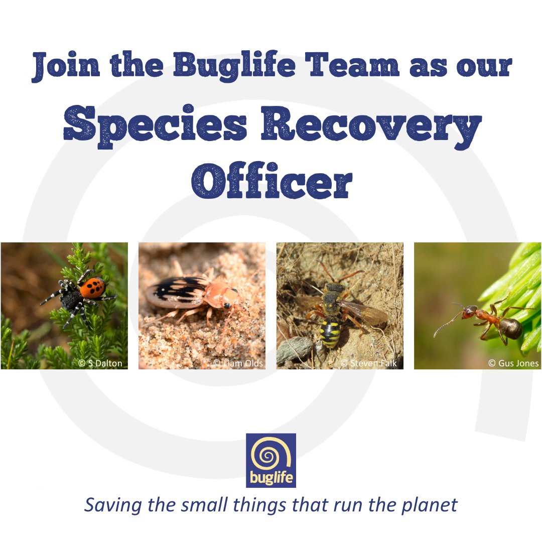 #ICYMI ~ Join our team! Closes TOMORROW 🪲Could you help to deliver a portfolio of conservation & research projects across the #SouthWest of England, helping threatened #invertebrates to survive & thrive? Find out more 👇 buglife.org.uk/job/species-re… Not for you? Please❤️🔃