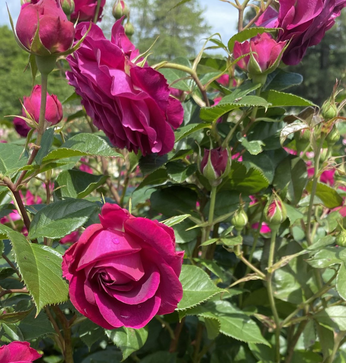 Celestial Nights blooms for #RoseWednesday. Gorgeous color! #Flowers #GardeningX #MasterGardener