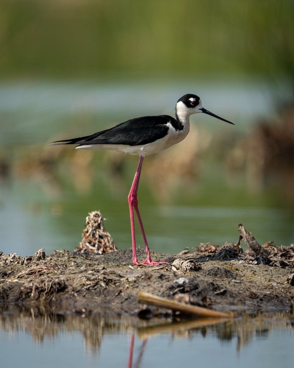Black-necked Stilt at home in the shallow water of the wetlands...
#photography #NaturePhotography #wildlifephotography #thelittlethings