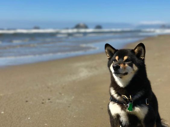 🐾 $manyu is live! 

The black Shiba Inu everyone loves is ready to take off! 

Don’t miss out! 🚀

#LittleManyu #Manyu #SOL #ToTheMoon #ELONMUSK #DOGE #SHIBA #Gateio #LBANK #OKX #Binance #MEXC #Aveai
