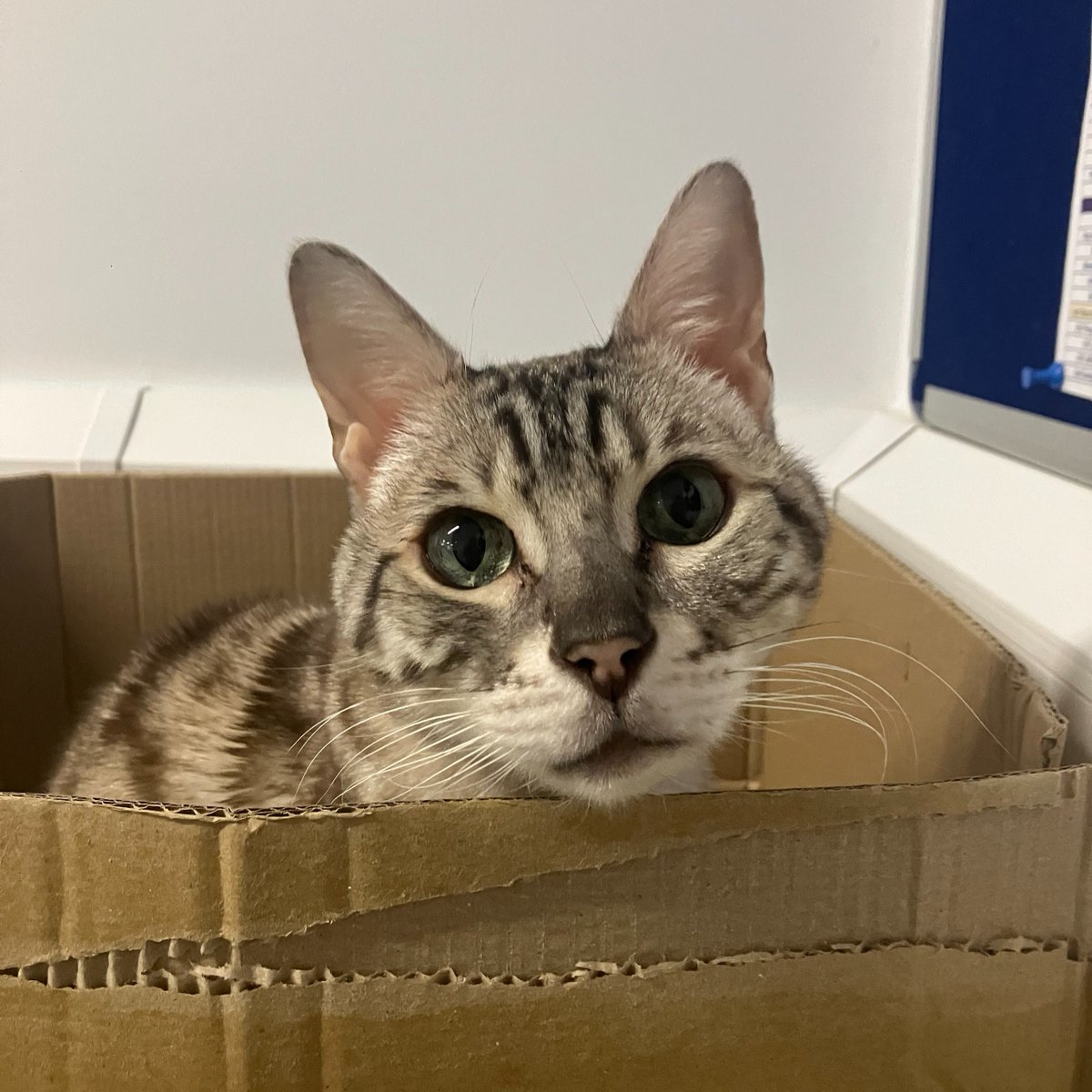 At Mayhew, office pets like Chase and Luna help staff de-stress and take breaks, improving mental health. 🐾💜 'Chase reminds me to step away, bringing toys to play with. Luna's smart, inquisitive, and great for a cuddle!' #MentalHealthAwarenessWeek