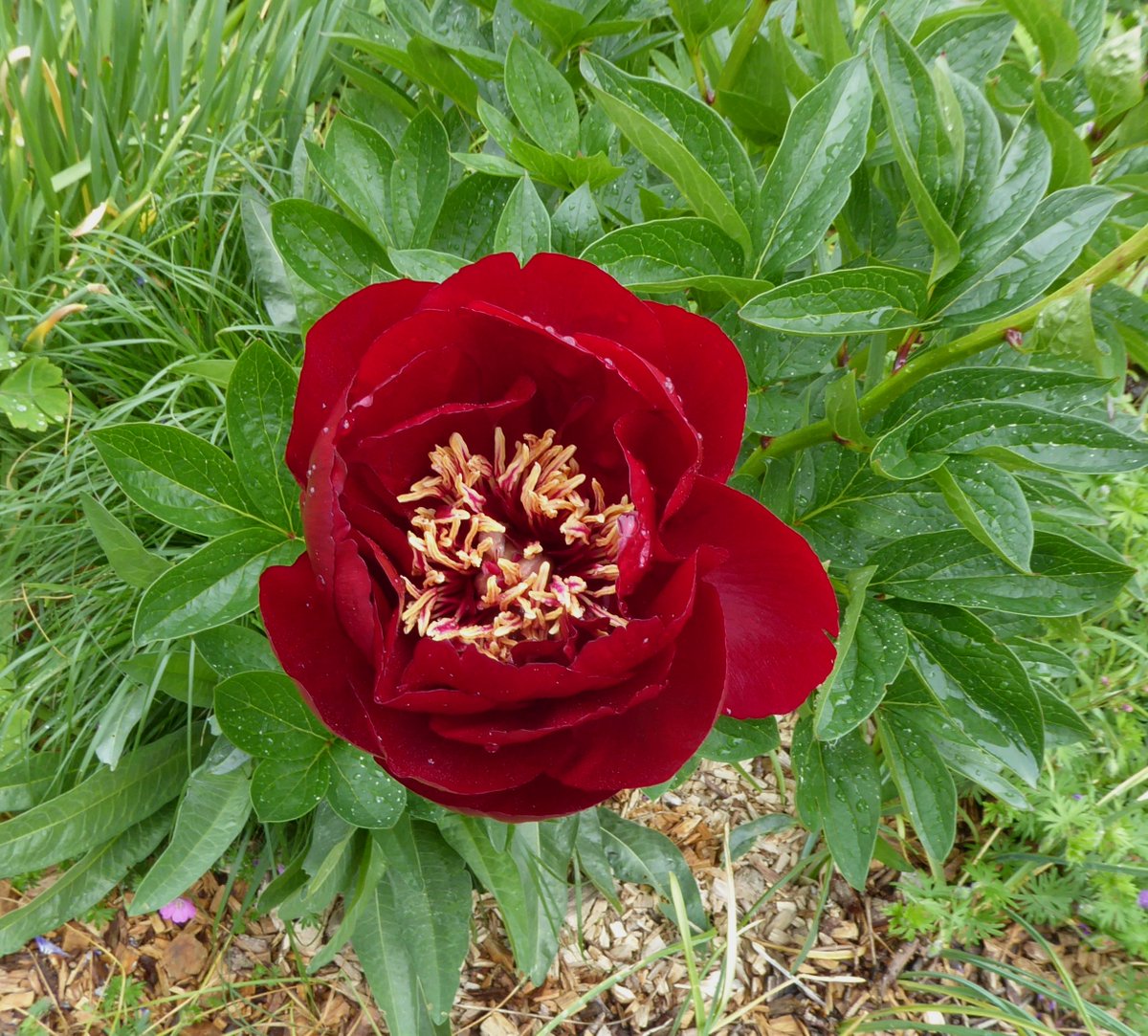 The sumptuous paeonia 'Buckeye Belle' is flowering now at #DevoniaGarden