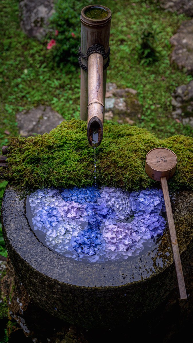 紫陽花の時期に訪れたい美しい花手水

#京都よきかな