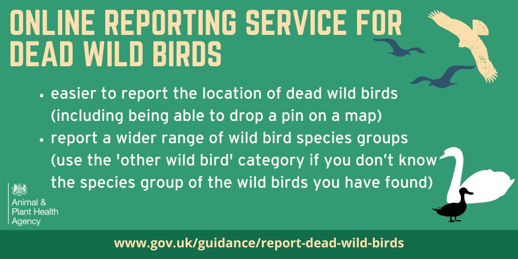 GOOD NEWS! The online reporting service for dead wild birds has been updated. If you spot dead wild birds in Great Britain, use the online service to report it gov.uk/guidance/repor… or call the Defra helpline on 03459 33 55 77