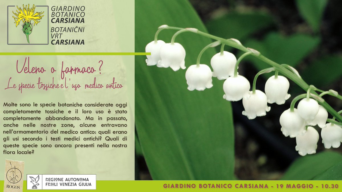 Veleno o farmaco? Le specie tossiche e l'uso medico antico. Molte sono le specie botaniche considerate oggi completamente tossiche, ma in passato, anche nelle nostre zone, alcune entravano nell’armamentario del medico antico. info➡️bit.ly/3QGa4yr