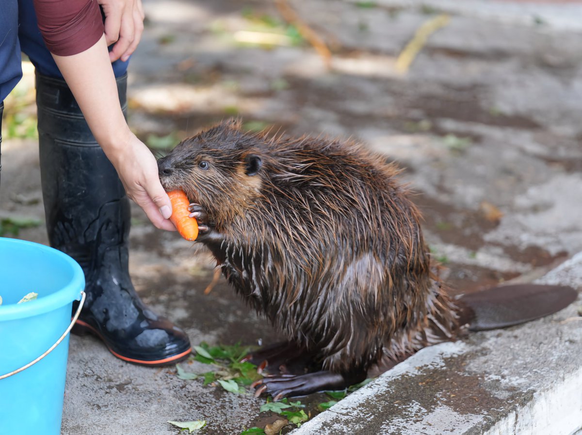今日のにんじん🥕はぽんぽんサイズ♬.*ﾟ
(2024.5.14📷️)

#アメリカビーバー
#beaver　#ぽんぽん
#羽村市動物公園
#ヒノトントンZOO