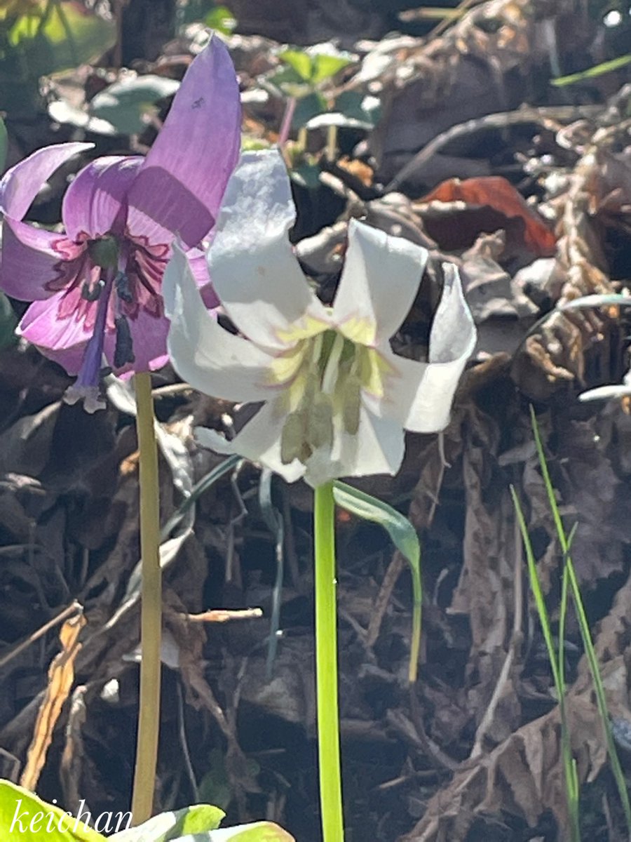 城山かたくりの里46

白と紫のコラボレーション

白花かたくり