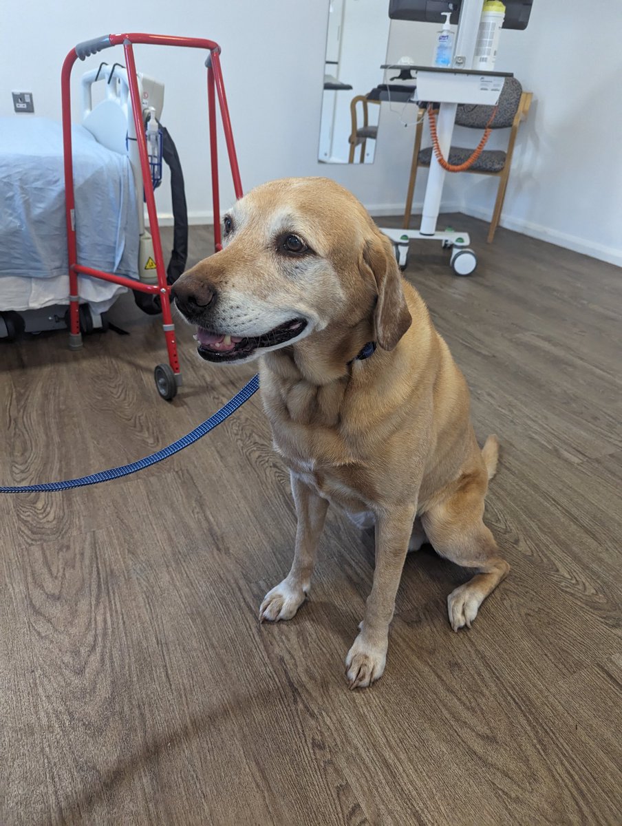 I'm finally off home today after I believe 20 days in hospital(s) after my operation. I was glad to see this lovely face come visit today. Bailey is a Pets As Therapy dog.
