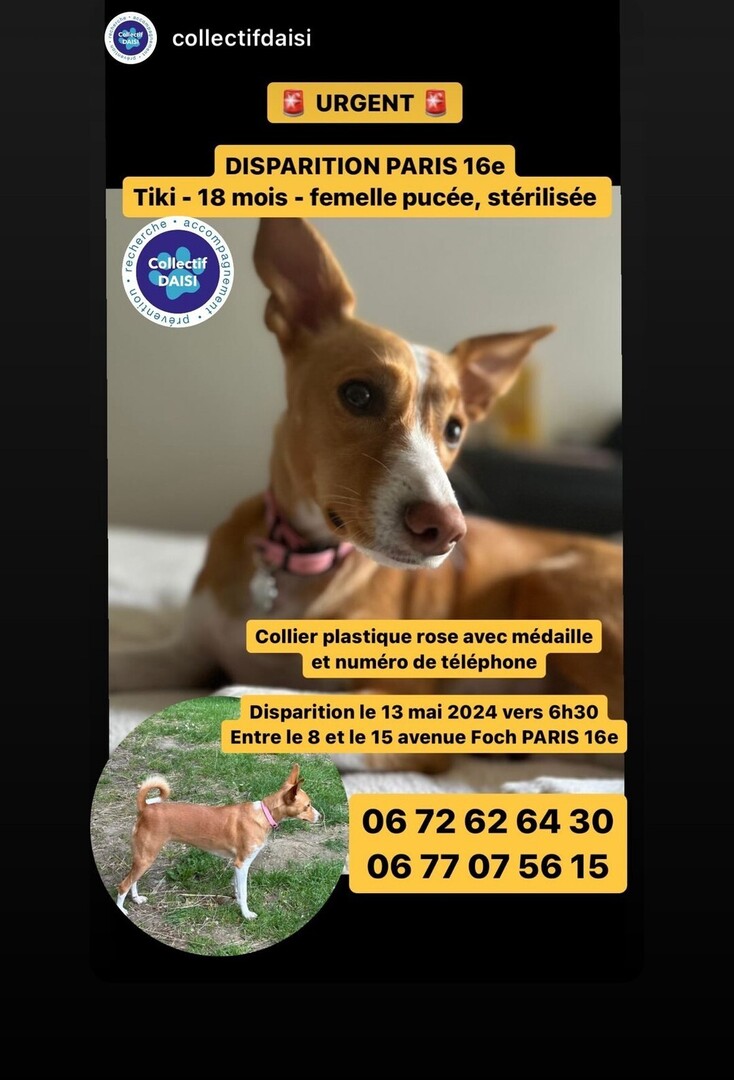 🟠 🐶 Chien perdu le 12/05/2024 à Paris (75016).
Race : Whippet / Âge : 18 mois
Tiki / Femelle / Identifié(e) : Oui

☎️ 0672626430
📧  marilyne.alves@gmail.com

#VigiPets #chienperdu #chientrouve #chien #perdu #trouve