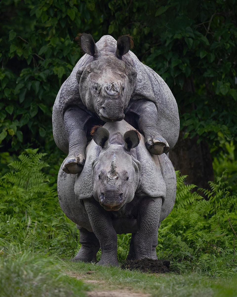 Pictured here is a shot of two rhinos. #Repost from Instagram | Megh Roy Choudhury 📸 Want to get featured? Upload your pictures and tag us using @natgeoindia and #natgeoindia on Instagram.