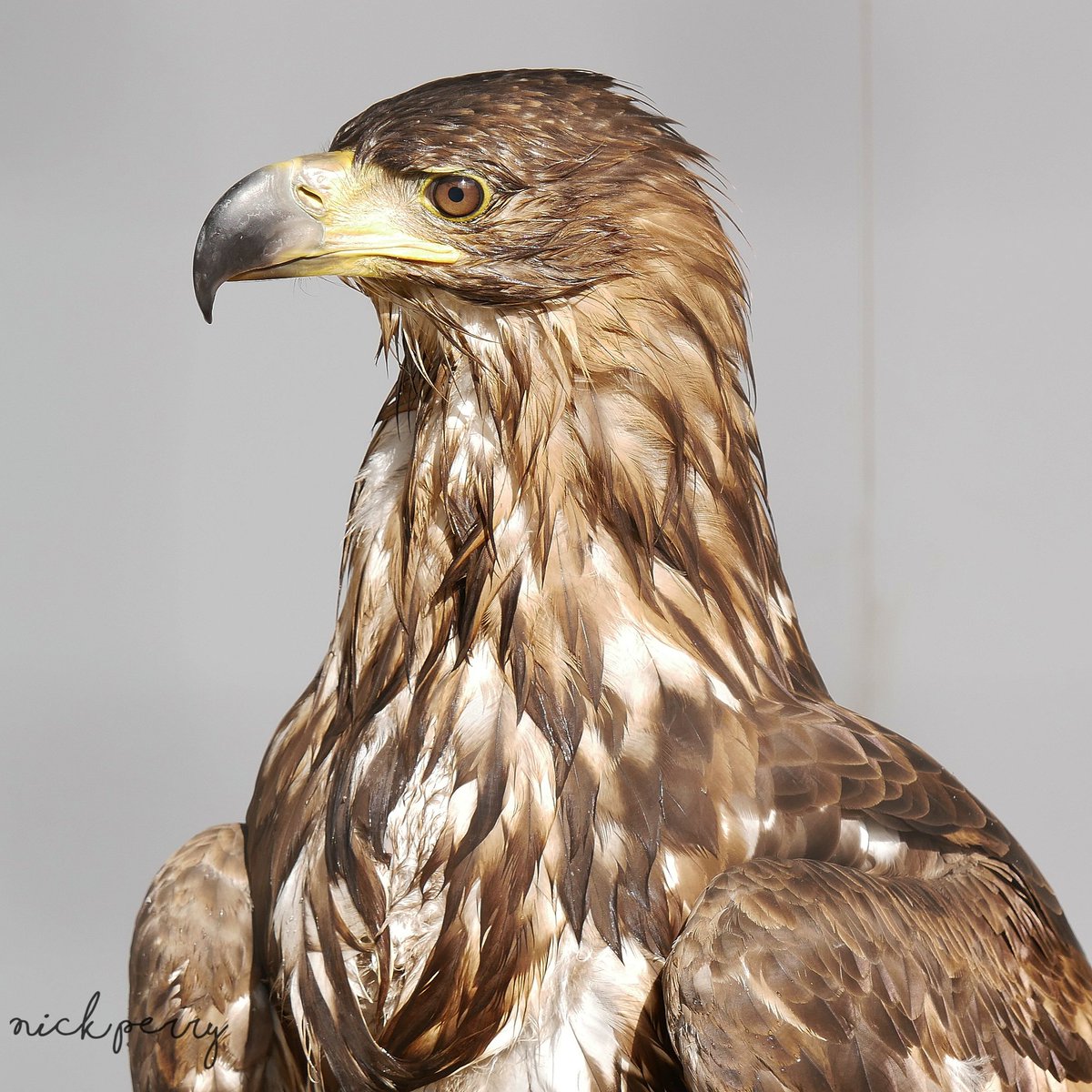 How about a golden eagle.